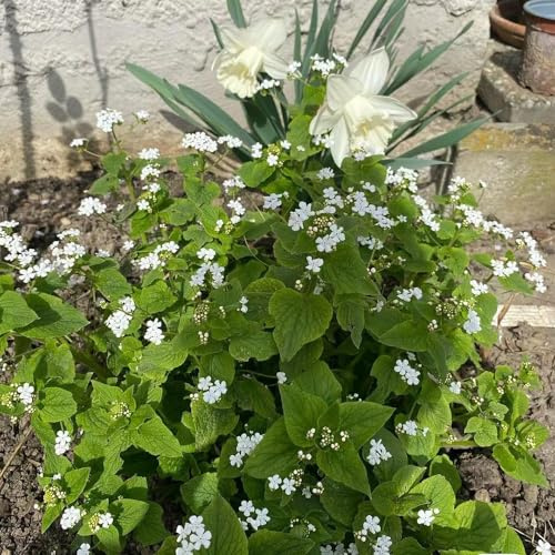 kaukasus vergissmeinnicht bonsai gartenpflanzen blumensamen wildkräuter wohnzimmer deko pflanzensamen zimmerpflanzen blumensaat sommerblumen kräutersamen winterharte stauden 400samen