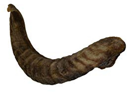 Express Pet Supplies Large Lamb Horn Dog Treat Chew (1 Piece) | Air-Dried, Long Lasting, Grain & Gluten Free
