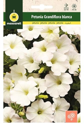 Mascarell Petunia Grandiflora Blanc Graines Fleurs Extérieur Décoration 0,2 g