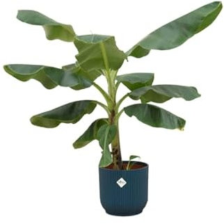 Bananenpflanze – Musa – ca. 100cm hoch – Ø22cm – Inkl. Pflanztopf Vibes Fold Rund Blau – Tropische Zimmerpflanze mit großen Blättern – Exotische Grünpflanze für Wohnzimmer & Büro