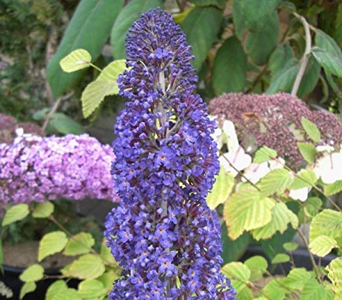 Buddleja davidii Adonis Blue - Schmetterlingsflieder - 60-80 cm