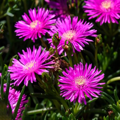 mediodía jardín de en el balcón de balcón invernaderos trepadoras raras resistentes pleno sol variedades orgánicas tradicionales 800semillas