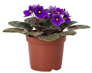 Violeta Africana Saintpaulia Ionantha DECOALIVE Planta de 12 cm Altura 20 cm para Decoración del Hogar