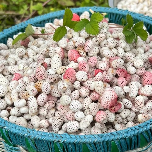 semillas de fresa silvestre - exterior invernaderos balcón resistentes en jardín decoración 60pcs