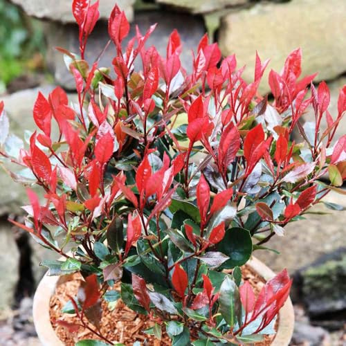 GARTEN SCHLÜTER® Rote Glanzmispel ‚Little Red Robin‘ Photinia fraseri | Mit leuchtend rotem Austrieb & glänzendem Laub - immergrün - Blattschmuck - insektenfreundlich