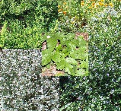 Mühlan Garten - 6 Töpfe immergrüne Bodendecker (3 Sorten) gegen Unkraut, Unrautvernichter