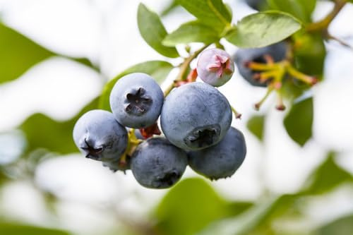 Heidelbeere Vaccinium corymbosum Putte 40-60 cm winterhart | Suess-saeuerliche Fruechte, ideal fuer Beet und Kuebel, sonnig bis halbschattig, robust und ertragreich