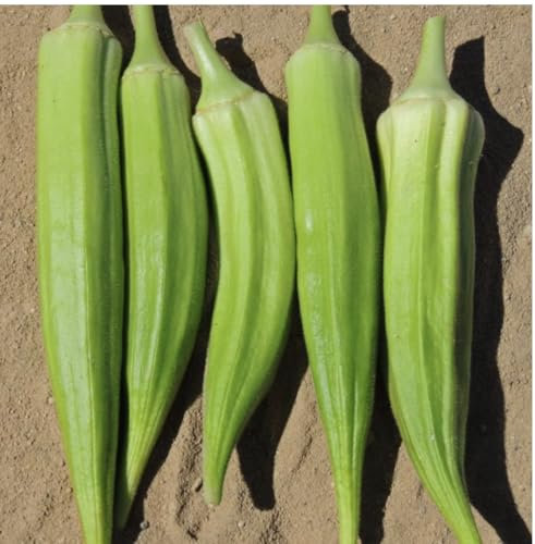 Vegetable Seeds for Planting UK, Variety Pack Varieties of Veg, Herb Grow Your Own. Easy to Grow Indoor, Outdoor Non-GMO (Okra Clemson 90 Seeds)