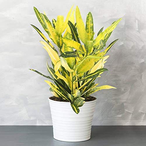 1 x Immergrüner Codiaeum Sunny Star | Bunte Blattschmuckpflanze 30-40 cm mit Topf