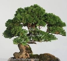 Chamaecyparis obtusa Hinoki Zypresse Semi Grandi per Bonsai morbida Fogliame Facile (10)