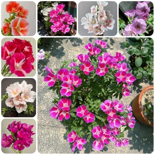 Semi di azalea estiva, semi da giardino roccioso resistenti d'appartamento per luoghi soleggiati da esterno 300pcs