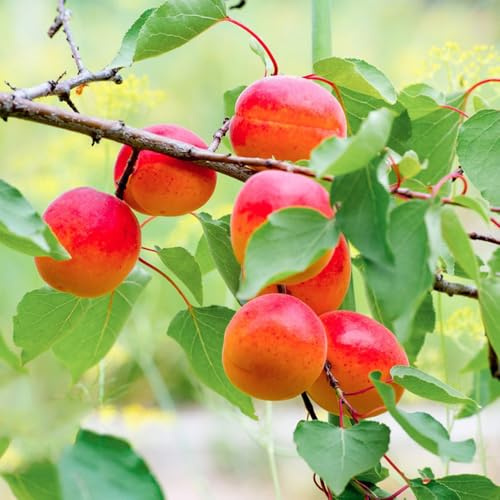 albicocche - albicocche - balcone esotico a prova di inverno Prunus armeniaca Coltivazione di verdi, da appartamento da giardino roccioso con per gli 25semi