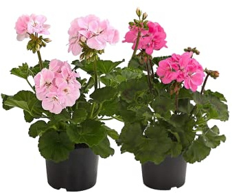 DECOALIVE Pack de 2 Geranio Pelargonium Flores de Exterior