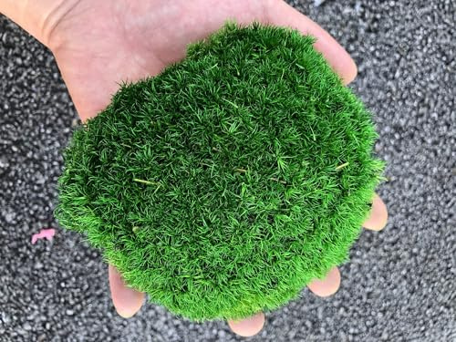 prefleur Piante conservate, asta di muschio, cuscino chignon naturale, verde, decorativo, per il fai da te, per terrari, giardinaggio, arte, decorazione da parete (verde, 1,5 mq.ft)