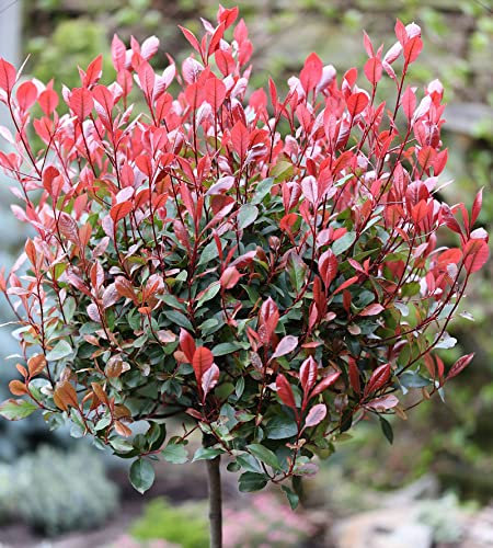 Hochstamm Glanzmispel Red Robin 100-125cm - Photinia fraseri