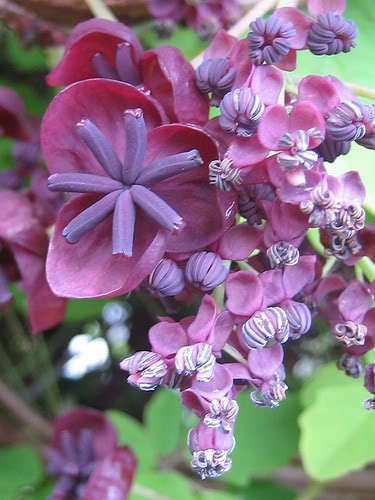 15 Chocolate Vite semi commestibili di frutta Akebia Trifoliata Fiori ornamentali Climber