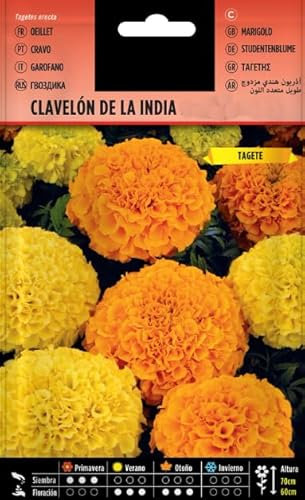 Sobre Semillas Clavel de la India Enano Tagetes Patula