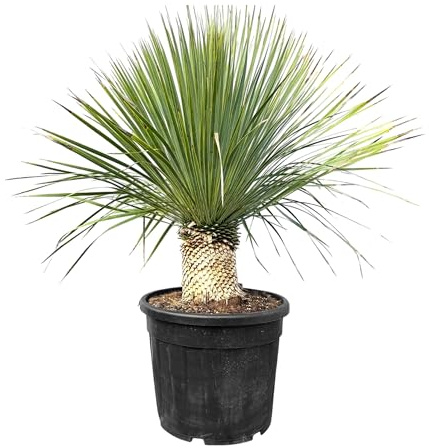 Sunny Tree - Yucca Rostrata - Palmier - Hauteur de tige 20/30 cm - 120 cm - Lys de palmier rustique