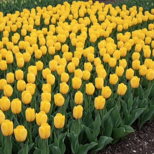 IFLO® Blumenzwiebeln –hochwertige Frühblüher &,Winterharte, mehrjährige Zwiebelpflanzen für Garten & Balkon (100 Tulpen Zwiebeln 'Strong Gold' Gelb)