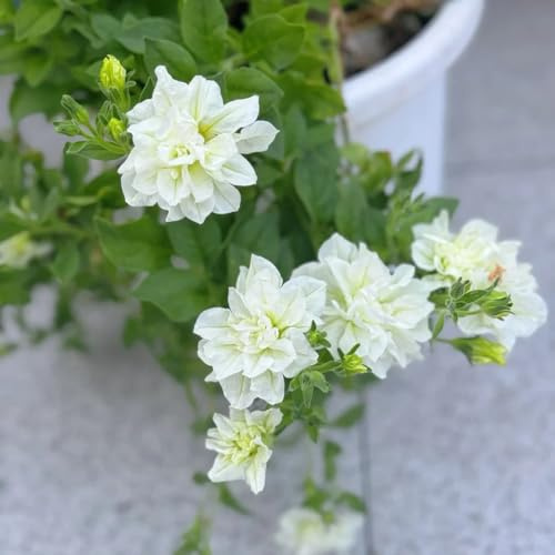 semillas de petunia, perennes resistentes decorativas, jardín. exóticas de primavera, 1000pcs