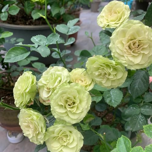 semillas de rosal, rosal trepador s aromáticas, para balcón, Decoración jardín para exteriores, balcón, variedades antiguas, 600pcs