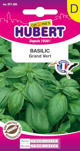Graines de Basilic Grand Vert - 1,5 grammes | Adapté pour pots, bacs, ou jardinières sur balcon ou terrasse