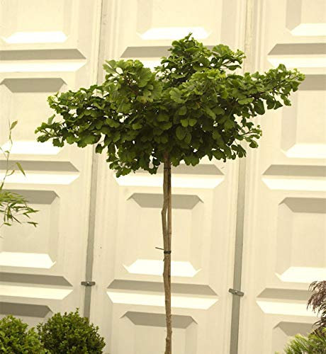 Hochstamm Kugel Fächerblattbaum 80-100cm - Ginkgo biloba - lebende Gartenpflanze aus den Baumschulen