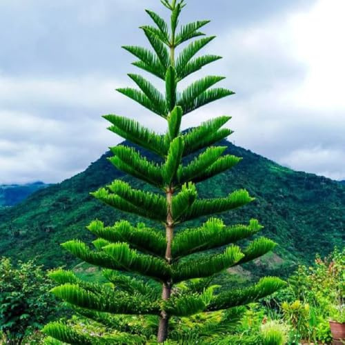 semillas de abeto, plantas de jardin Araucaria heterophylla, Plantas en macetas resistentes al aire libre plantas de oficina plantas verdes plantas perennes plantas perennes 20pcs