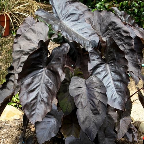 Bulbo de oreja de elefante. Perenne resistente al frío. Hojas perennes.Para cultivo de jardín. Con tallo alto y hojas grandes. -3 bulbos-C