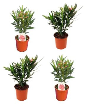 Pack de 4 Adelfa o Oleandro Natural Plantas de Flores para Jardines o Terrazas