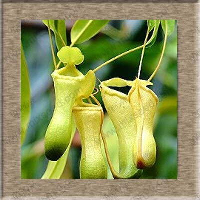 12: Semi di piante di Nepenthes Semi di Nepenthes Semi di piante di acchiappamosche 20 Particelle/sacchetto