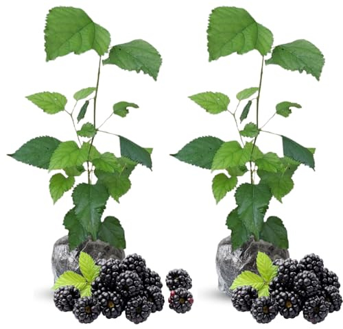 2 Thornless BlackBerry Plants Live for Planting, BlackBerry Bushes Live Plants 5 to 8 Inc Tall, Blackberries Fruit (Ouachita BlackBerry)