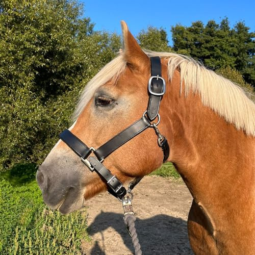 Brama West Halfter Pferd XXXL Titan - Lederhalfter für sehr große Pferde - doppelt genäht, verstellbar, unterlegt (Cob)