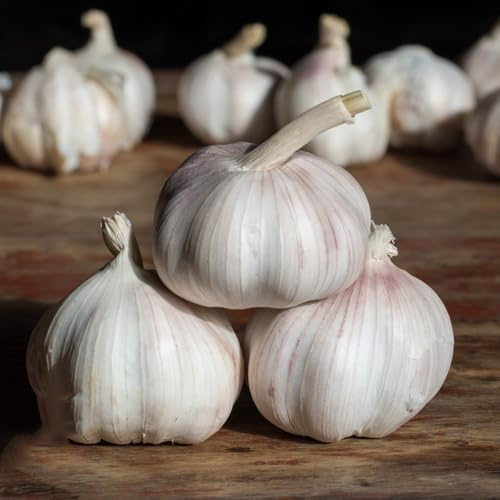 semillas de ajo orgánicas en resistentes comprar de ajo de silvestres, medicinales de jardín 20pcs