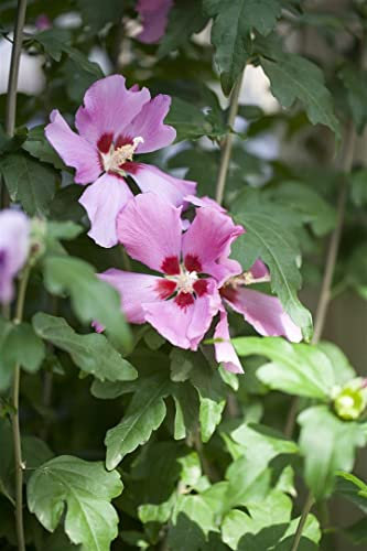 Hibiscus syriacus 'Woodbridge' 80-100 cm – Winterhart, Mehrjährig, Pflegeleicht – Gartenhibiskus – Heckenpflanze für Garten & Sichtschutz