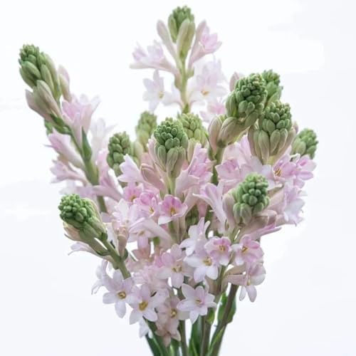 1zwiebeln tuberose, blumenzwiebeln winterharte garten für sonnige plätze schnittblumen balkonpflanzen