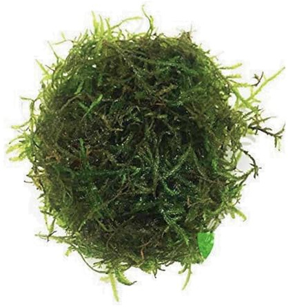 Planterest - Java Moss | Vesicularia Dubyana Freshwater Live Aquarium Plant BUY2GET1FREE