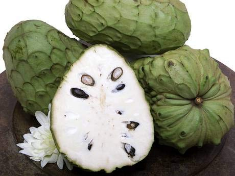 Vivaio Garden Forest Annona Cherimola 'Fino de Jete' Pianta da Frutto