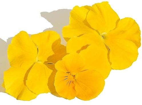 Bedding Plants, Pansy 'Pure Yellow', 20 x Full Plant Pack, Pansy Plants, Pansies, Garden Flowers, Garden Ready and Ready to Plant, Premium Quality Flowers