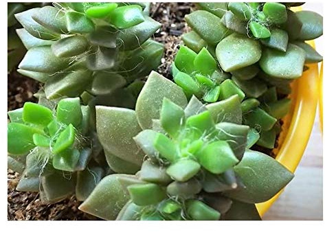 Stk - 10x Anacampseros arachnoides Sukkulent Garten Pflanzen - Samen B660 - Seeds & Plants Shop by Ipsa