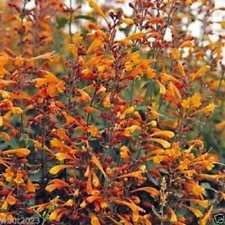25 Agastache Semi aurantiaca, tango, Hummingbird Menta, rustiche di zona 5