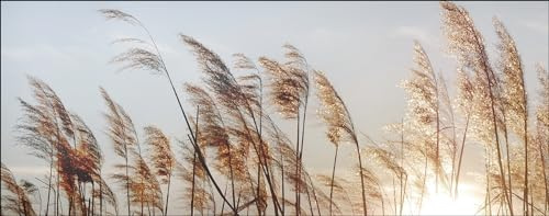 Pro-Art Glasbild Dried Fiber II, 50x125 cm