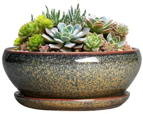 SQOWL Succulent Pots - 8 Inch Ceramic Bonsai Pots, Round Shallow Planter with Drainage Hole and Saucer, Succulent Indoor Planter, Bowl Planters Outdoor, Apartment Decor, Gifts for Women, Brown