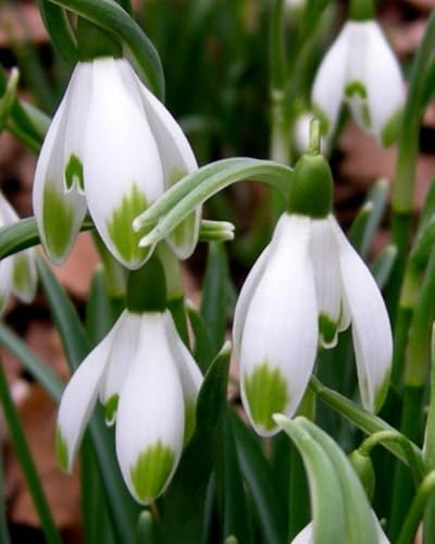 Schneeglöckchen tuber,Mysteriöse magische Glühbirne,Lebende Pflanzen,Blumenzwiebel Mix, Mehrjährige Blumenzwiebel ist winterhart, Luftreinigung-4 Schneeglöckchen zwiebeln-H