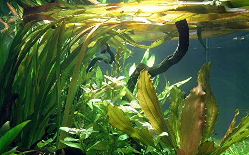 Tropica Aquarium Pflanze Vallisneria Americana 'Gigantea Nr.054 Wasserpflanzen Aquarium Aquariumpflanzen