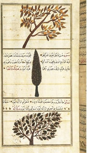 History Galore 12x18 Poster, Quince cypress and sumac trees in Zakariya alQazwini s 13th century Wonders of Creation - Gallery Print