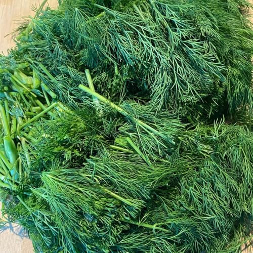 semillas de eneldo orgánico resistentes de eneldo perenne raras, orgánicas, cocina de jardín, 100pcs