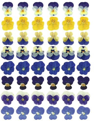 MXGHWG 48 Pieces Of Dried Pansy Flowers, Handmade Diy Plant Material Packs, Cakes, Desserts, Atmosphere Decorations.