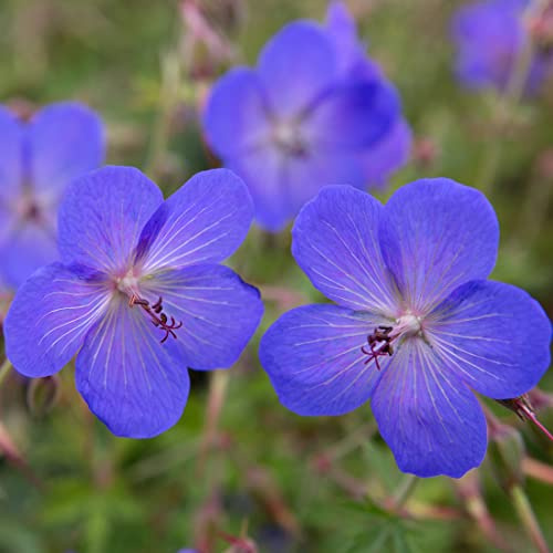 12 unidades o 1 m² Geranio perenne 'Johnson's Blue' - Geranium 'Johnson'S Blue' Maceta 9x9 cm
