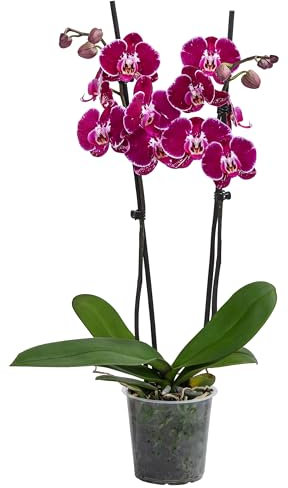 Dehner Schmetterlingsorchidee Binty, Phalaenopsis cultivars, zweitriebig, dunkelrot-pinke Blüten, 50 cm inkl. Pflanztopf, Ø Topf 12 cm, Zimmerpflanze